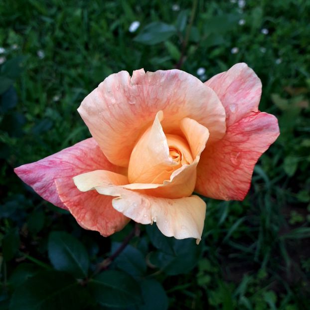  - TRANDAFIRI_2019_2020_2024