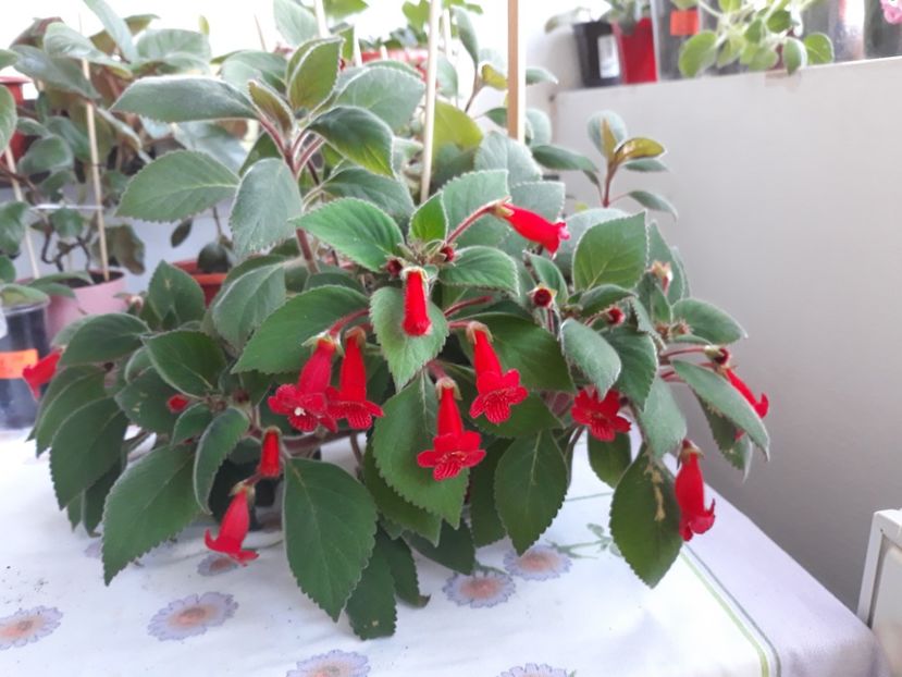 Eriantha - Kohleria 2020