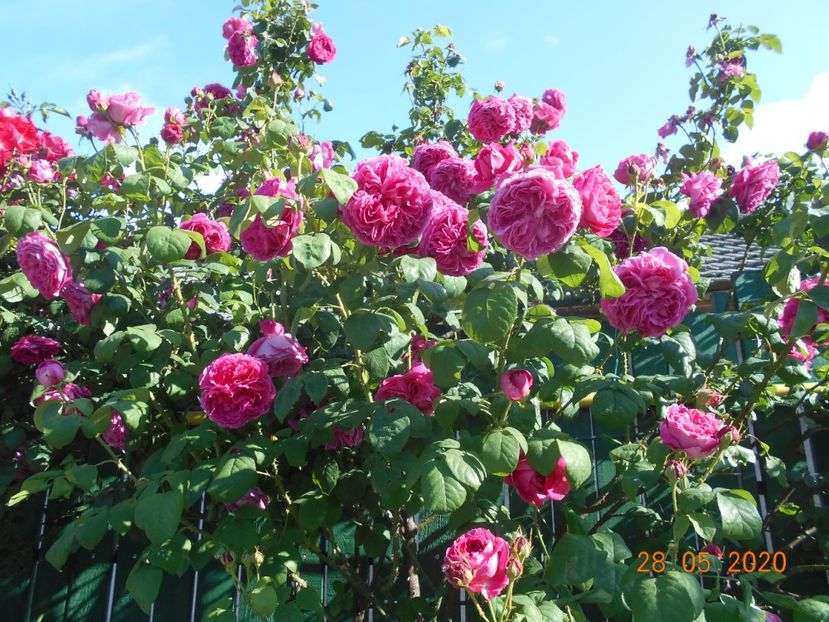  - Madame Isaac Pereire