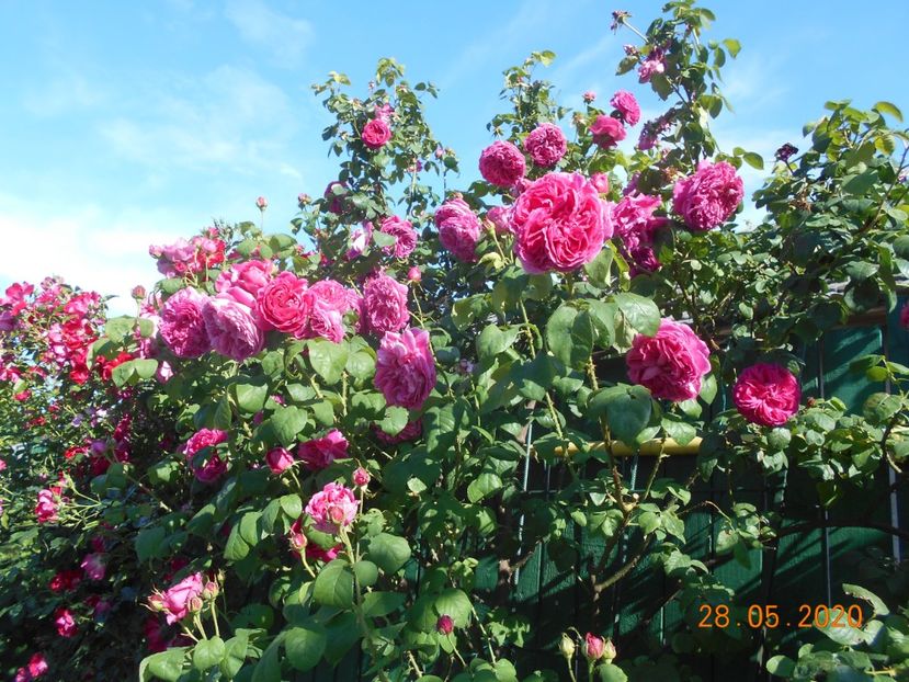  - Madame Isaac Pereire