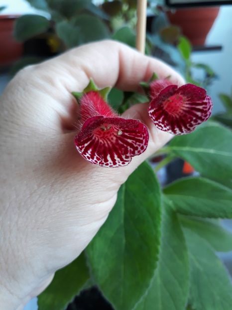 Lady in Red - Kohleria 2020