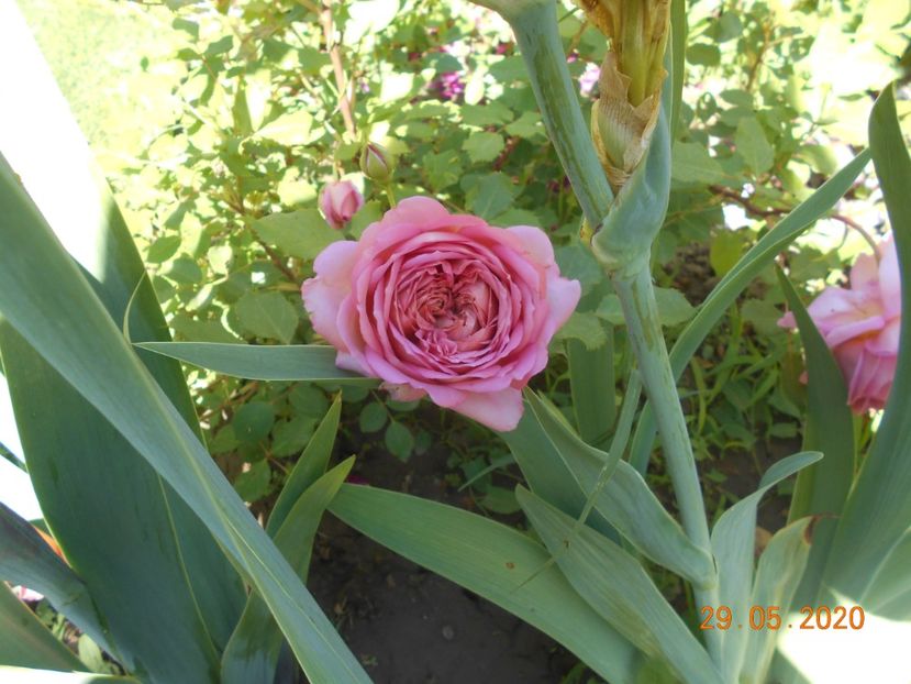  - Jubilee Celebration