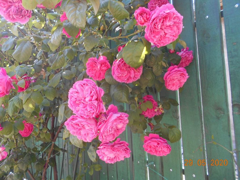  - Madame Isaac Pereire