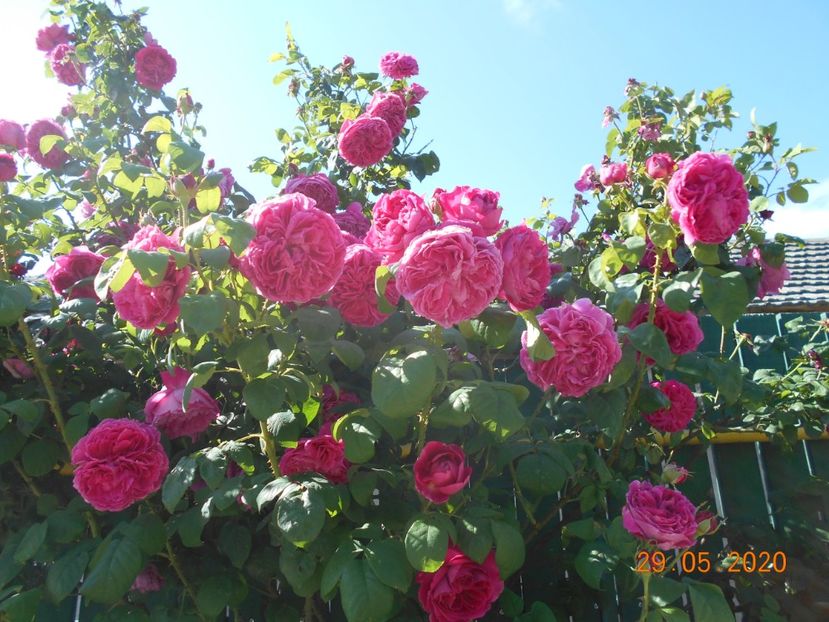  - Madame Isaac Pereire