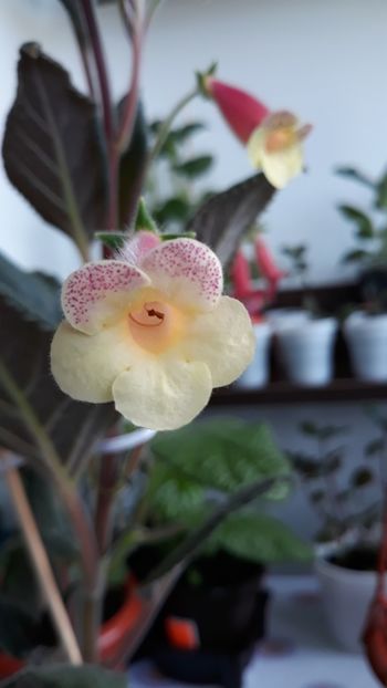 Samas - Kohleria 2020