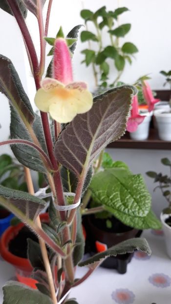 Samas - Kohleria 2020