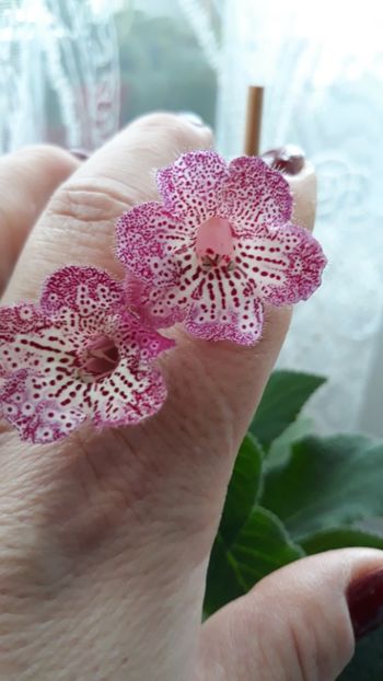 Lisa - Kohleria 2020