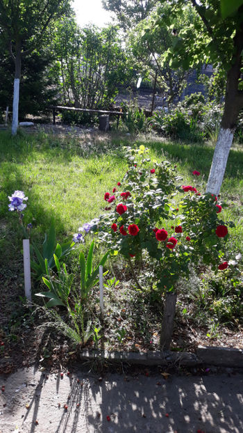  - Gradina si trandafirii 2020