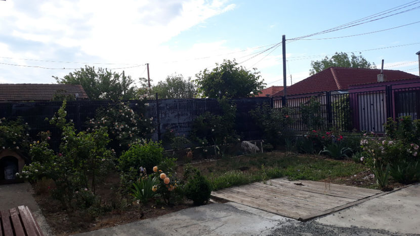  - Gradina si trandafirii 2020