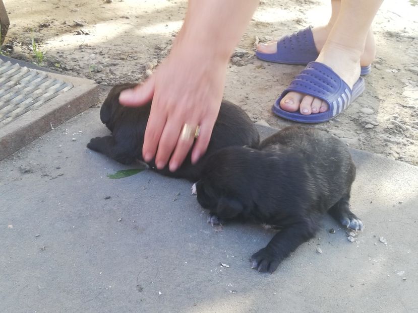  - 2020-Paznicul porumbeiilor