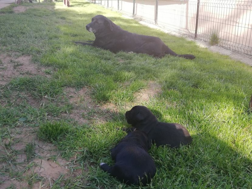  - 2020-Paznicul porumbeiilor