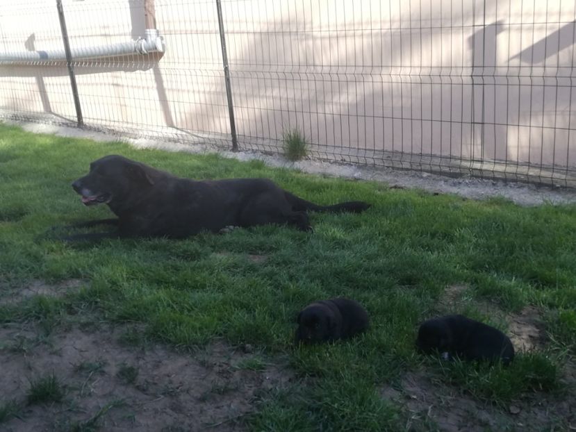  - 2020-Paznicul porumbeiilor