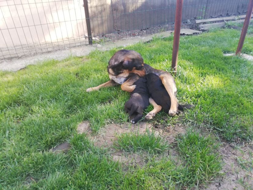  - 2020-Paznicul porumbeiilor