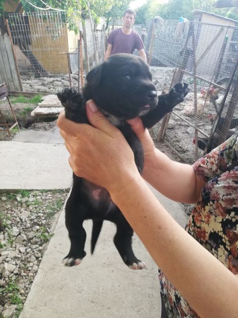  - 2020-Paznicul porumbeiilor