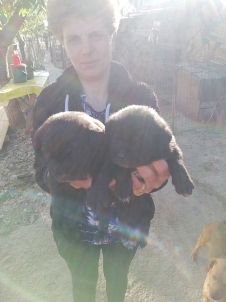  - 2020-Paznicul porumbeiilor