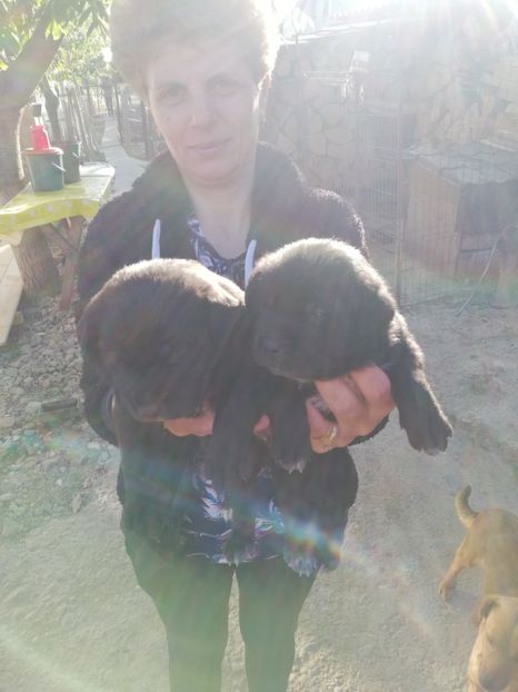  - 2020-Paznicul porumbeiilor