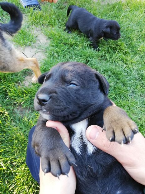  - 2020-Paznicul porumbeiilor