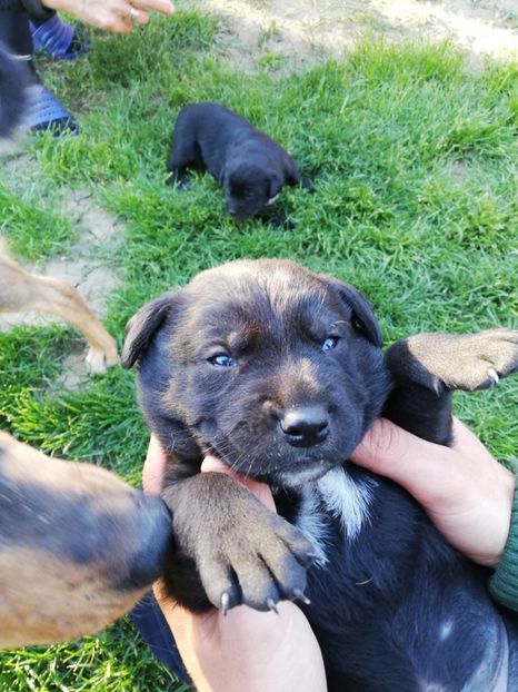  - 2020-Paznicul porumbeiilor