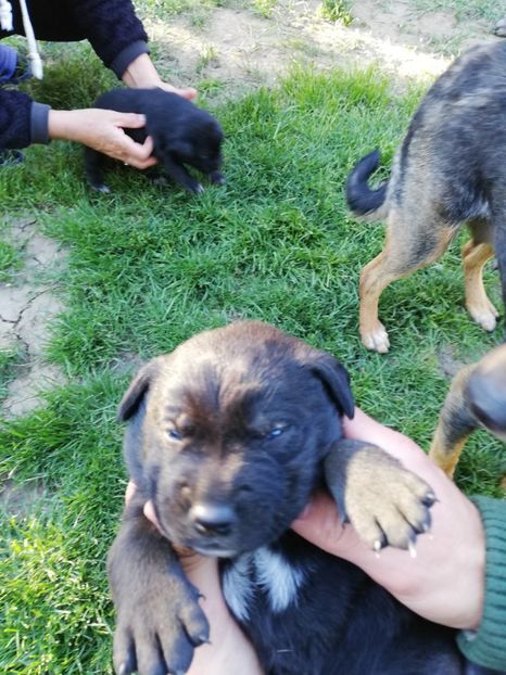  - 2020-Paznicul porumbeiilor