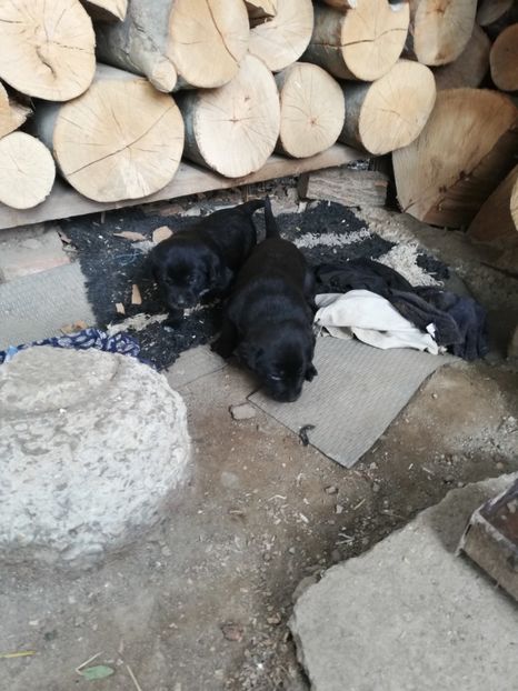  - 2020-Paznicul porumbeiilor