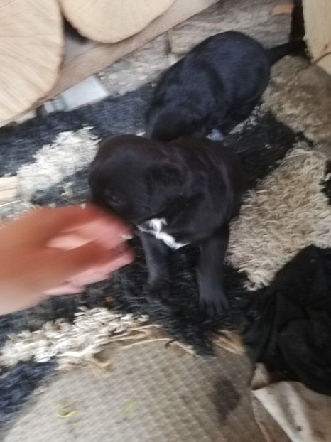  - 2020-Paznicul porumbeiilor