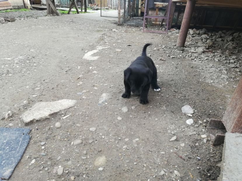  - 2020-Paznicul porumbeiilor