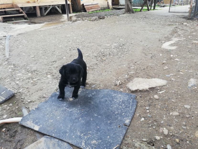  - 2020-Paznicul porumbeiilor