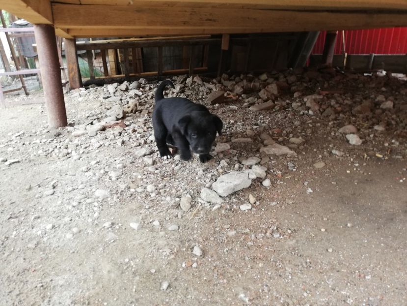  - 2020-Paznicul porumbeiilor