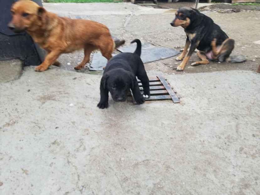  - 2020-Paznicul porumbeiilor