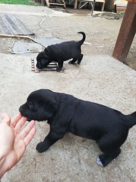  - 2020-Paznicul porumbeiilor