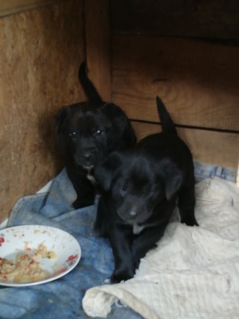  - 2020-Paznicul porumbeiilor