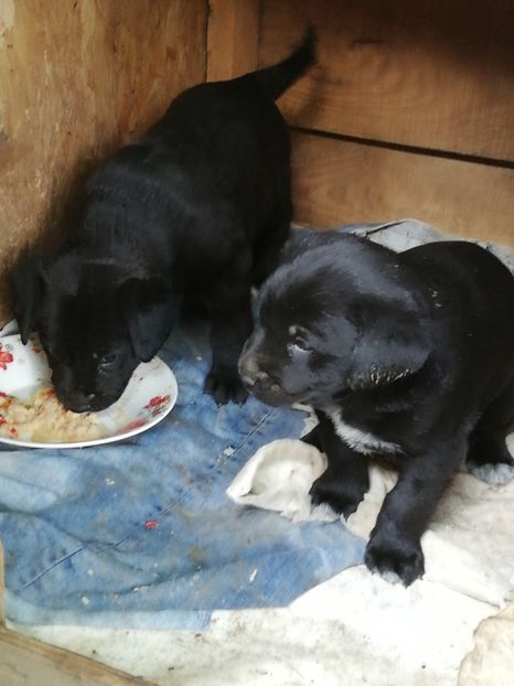  - 2020-Paznicul porumbeiilor