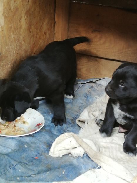  - 2020-Paznicul porumbeiilor