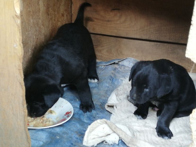  - 2020-Paznicul porumbeiilor