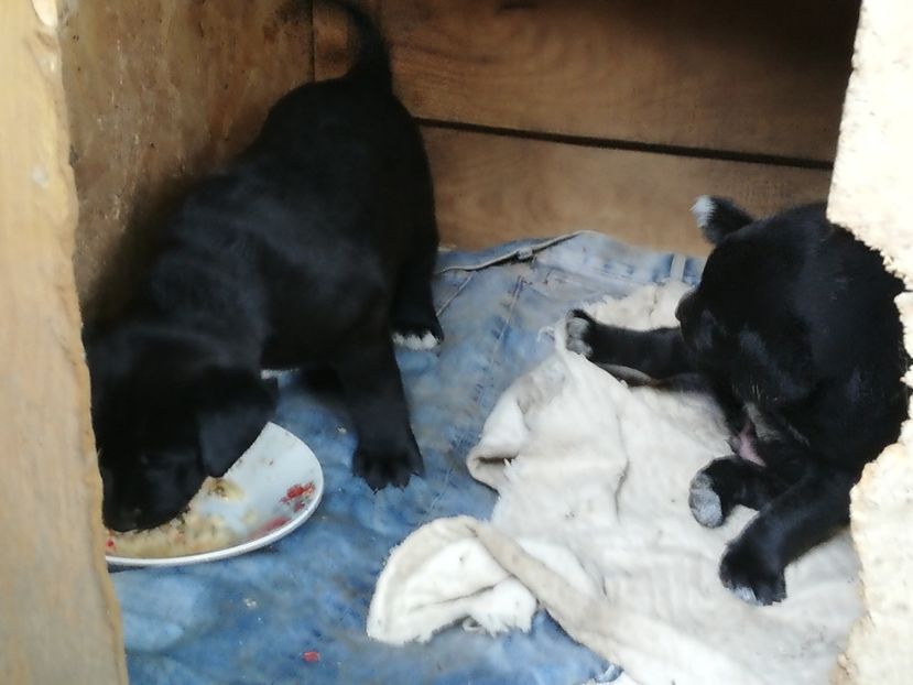  - 2020-Paznicul porumbeiilor