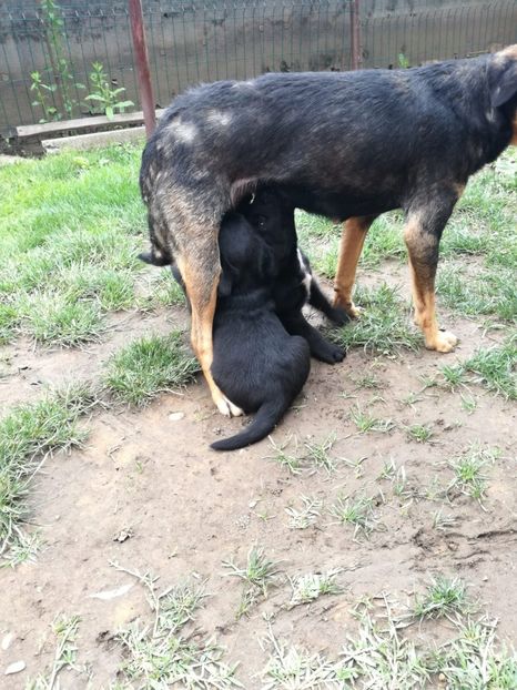 IMG-20200527-WA0005 - 2020-Paznicul porumbeiilor