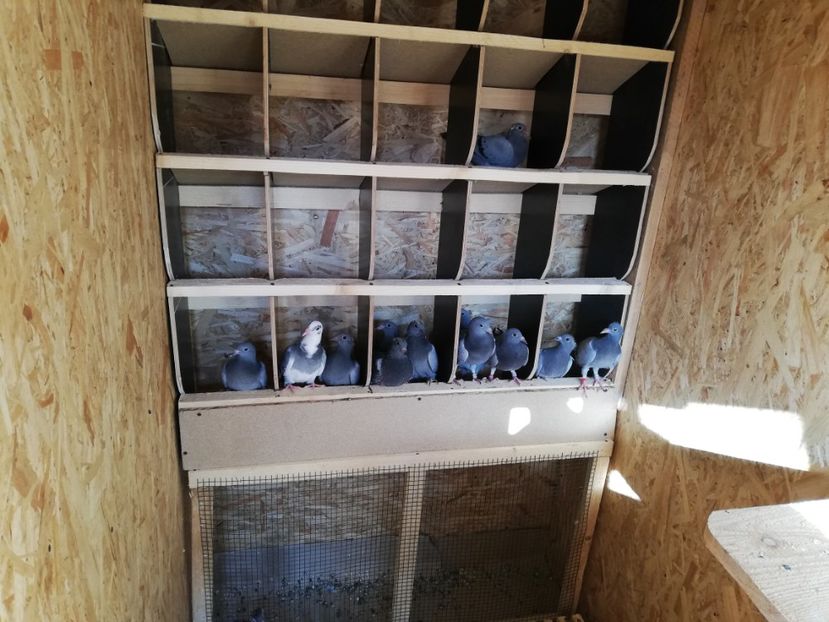  - 2020-Pui Seria a doua