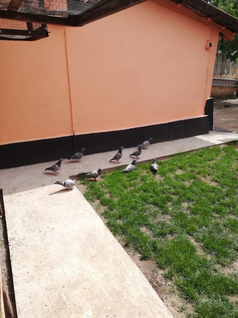  - 2020-Pui Seria a doua