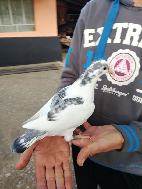  - 2020-Pui Seria a doua