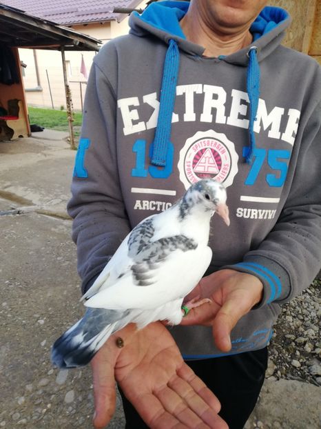  - 2020-Pui Seria a doua