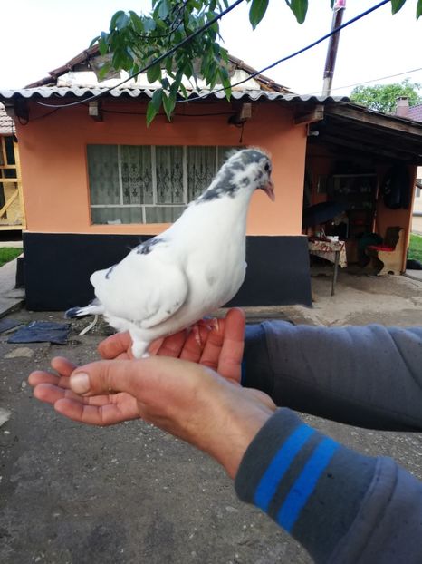  - 2020-Pui Seria a doua