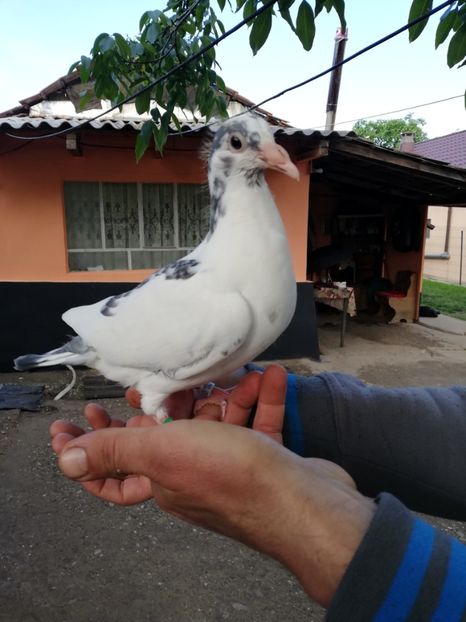  - 2020-Pui Seria a doua