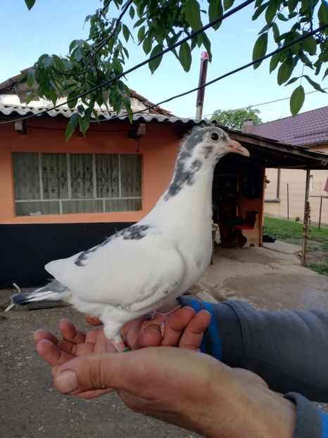  - 2020-Pui Seria a doua