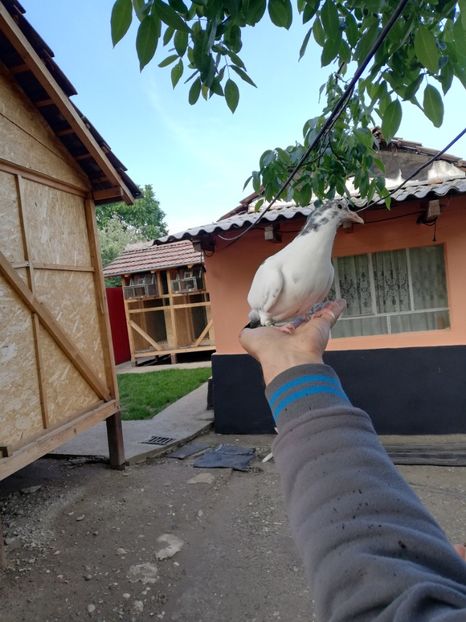  - 2020-Pui Seria a doua