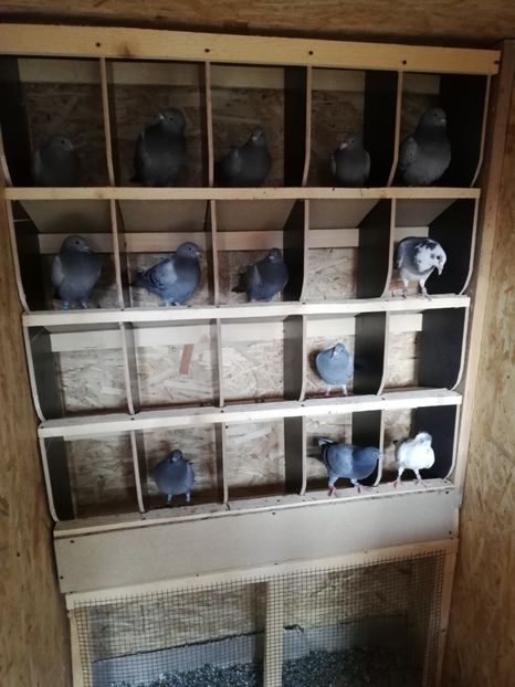  - 2020-Pui Seria a doua