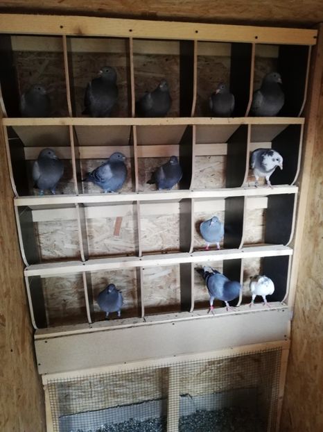  - 2020-Pui Seria a doua