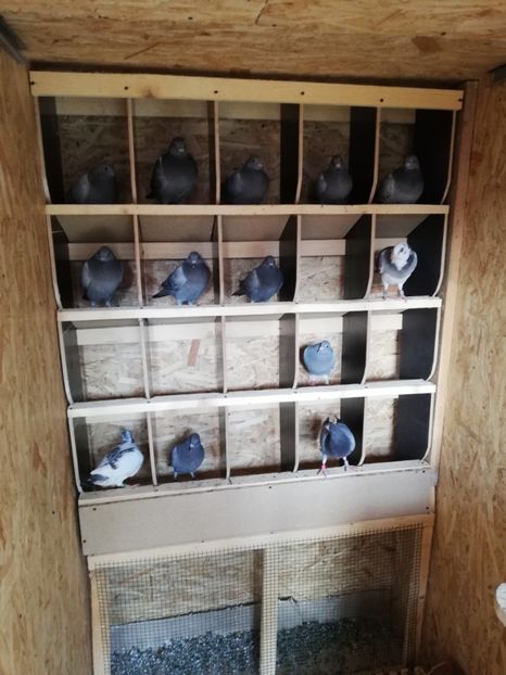  - 2020-Pui Seria a doua