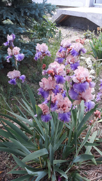 Florentine Silk - Irisi 2020