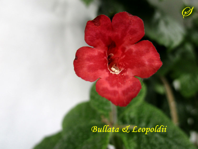 Bullata&Leopoldii(30-05-2020) - Sinningii 2020