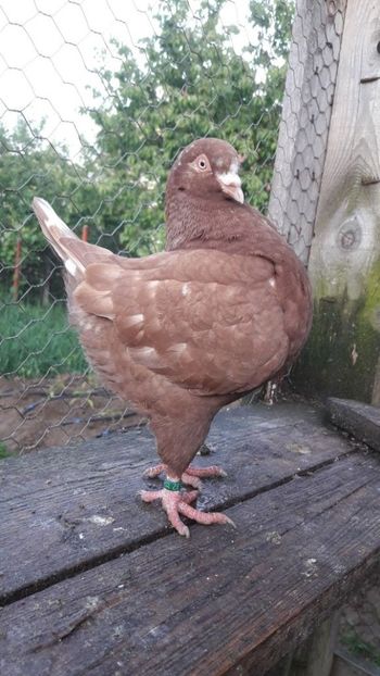 temp1 - PASARI DETINUTE